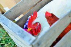 livestock market_1